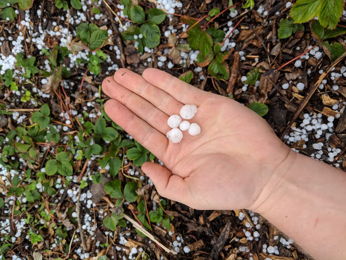 Mano sosteniendo piedras de granizo recién caídas sobre una huerta