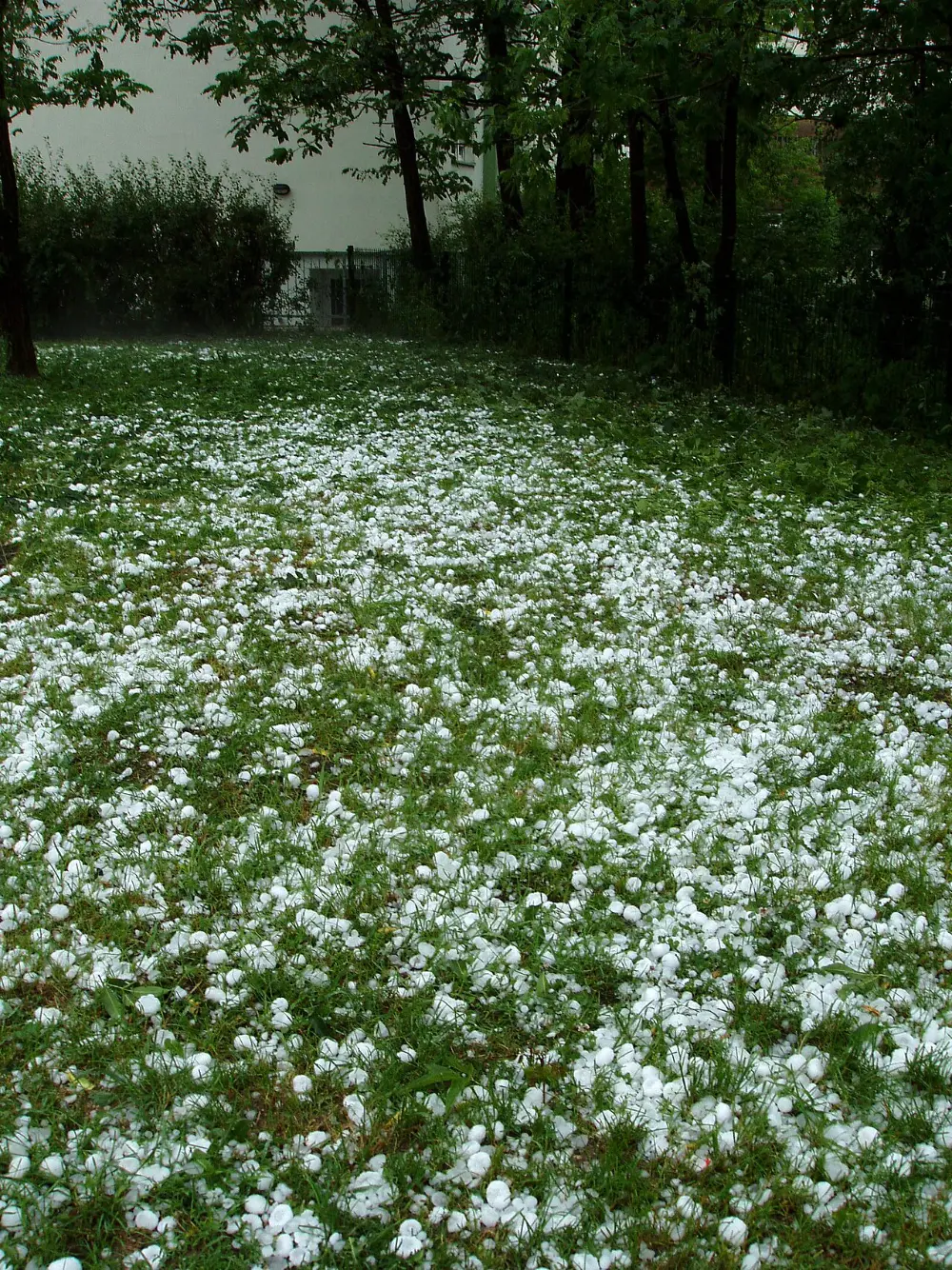 Pasto cubierto de piedras de granizo después de una tormenta